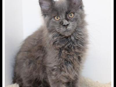 Lizzy - Maine Coon - Gallery Photo #1