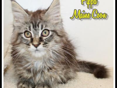Pippa - Maine Coon - Gallery Photo #1
