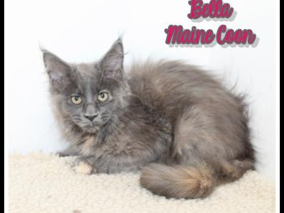 Bella - Maine Coon - Gallery Photo #1