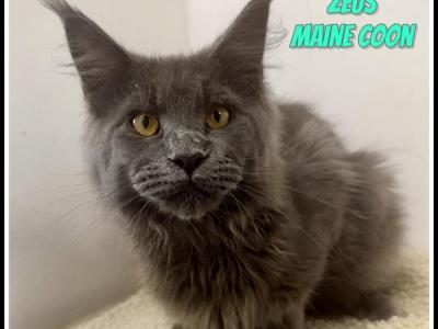 Zeus - Maine Coon - Gallery Photo #1