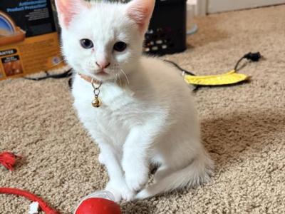 Brownie - Highlander - Gallery Photo #1