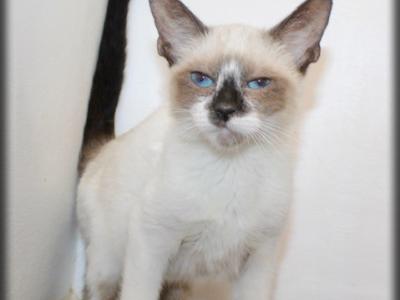 Zeek - Siamese - Gallery Photo #1