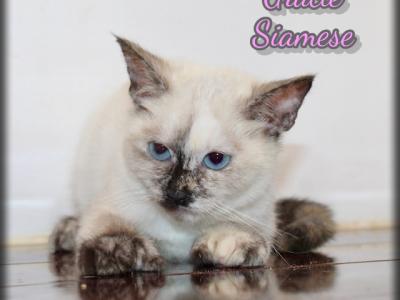 Gracie - Siamese - Gallery Photo #1