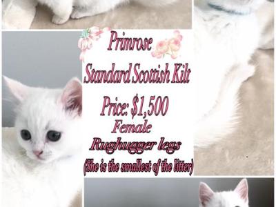 Two Beautiful Scottish Kilt Kittens - Munchkin - Gallery Photo #1