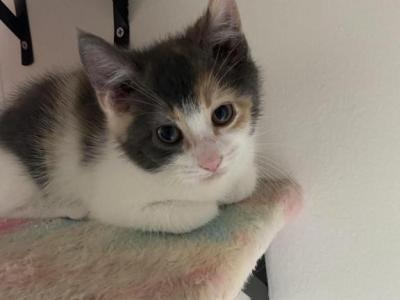 Cherry - Domestic - Gallery Photo #1