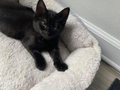 Raven - Domestic - Gallery Photo #1