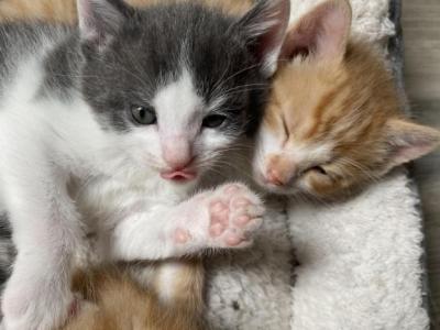 Jumba - Domestic - Gallery Photo #1
