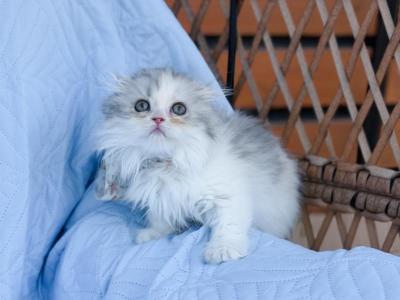 Scottish Fold Longhair Dilute Calico Girl - Scottish Fold - Gallery Photo #1