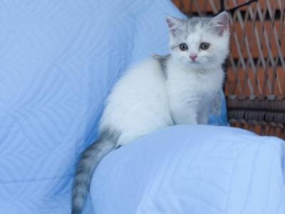 Scottish Straight Dilute Calico Girl - Scottish Straight - Gallery Photo #1