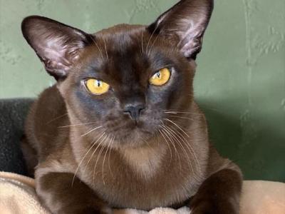 Relaks - Burmese - Gallery Photo #1