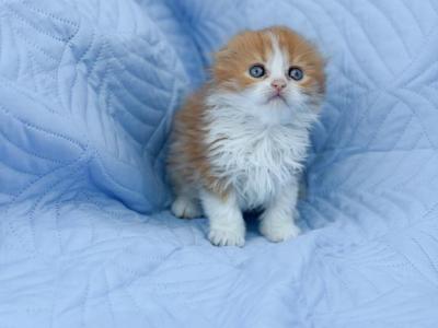 Red Bicolor Scottish Fold Lh - Scottish Fold - Gallery Photo #1
