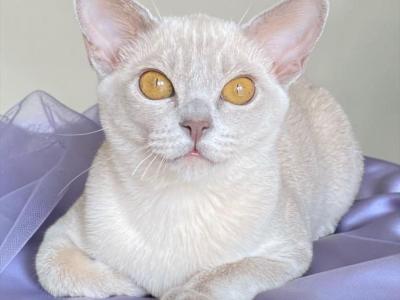 Sakura - Burmese - Gallery Photo #1