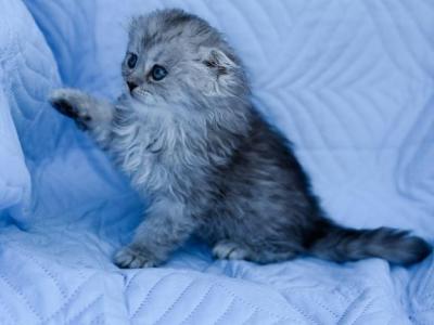 Blue Spotted Scottish Fold Lh - Scottish Fold - Gallery Photo #1
