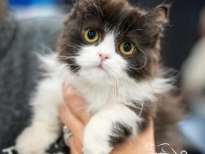 Hemi Litter - Minuet - Gallery Photo #1