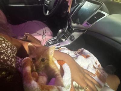 Peaches - Persian - Gallery Photo #1