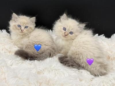 Opal Lynx M - Ragdoll - Gallery Photo #1