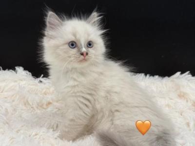 Peaches Blue Bicolor - Ragdoll - Gallery Photo #1