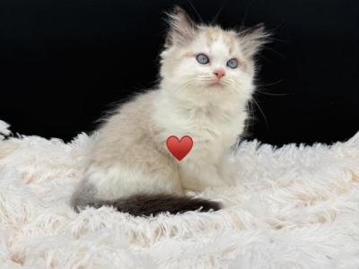 Mocha Seal Bicolor - Ragdoll - Gallery Photo #1