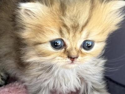 Silvers And Golden - Persian - Gallery Photo #1