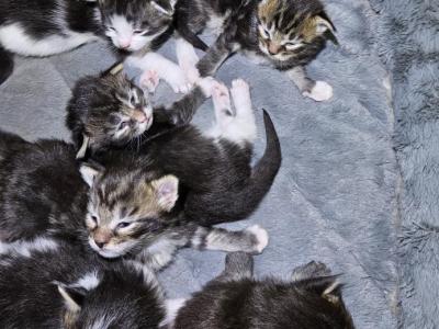 Keeley Litter - Maine Coon - Gallery Photo #1