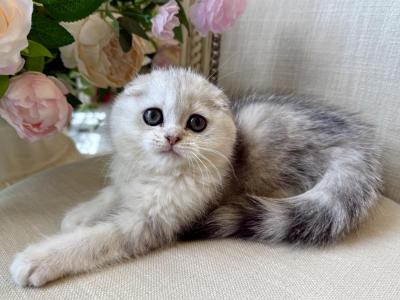 Scottish Fold Silver Marble - Scottish Fold - Gallery Photo #1