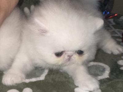 CH RW PkCatilac Prriscilla Of Elvis KItkat - Persian - Gallery Photo #1