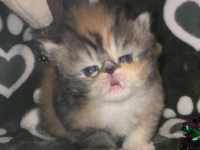 CH PkCatilac Graceland Of Elviskitkat - Persian - Gallery Photo #1