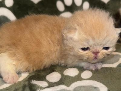Ch Pursnickity Roseannarosannadana - Persian - Gallery Photo #1