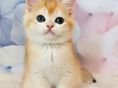 Nelson - British Shorthair - Gallery Photo #1