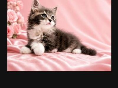 Power Puff Kittens - Siberian - Gallery Photo #1