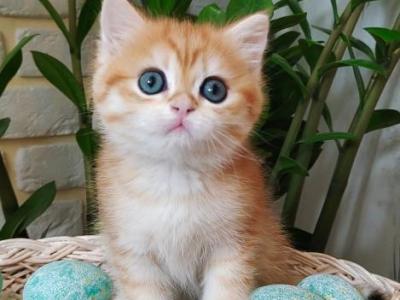 Nicole - British Shorthair - Gallery Photo #1
