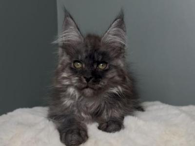 Kardinal - Maine Coon - Gallery Photo #1