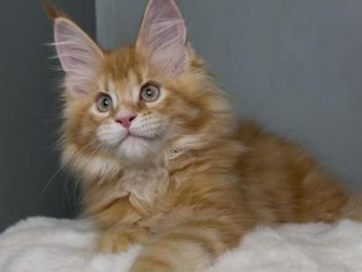 Kupidon - Maine Coon - Gallery Photo #1