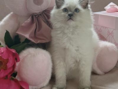 Lemon - Ragdoll - Gallery Photo #1