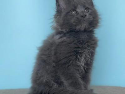 Orion - Maine Coon - Gallery Photo #1