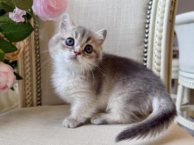 Munchkin Golden Blue Female - Munchkin - Gallery Photo #1