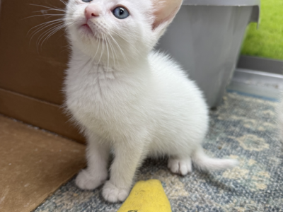 Ragdoll And Domestic Mix - Ragdoll - Gallery Photo #1