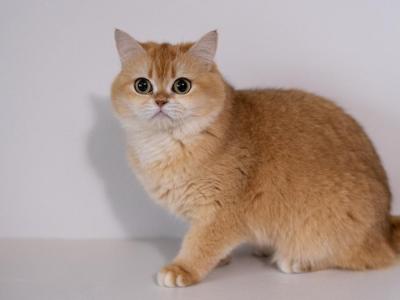 British Shorthair  Renesme - British Shorthair - Gallery Photo #1