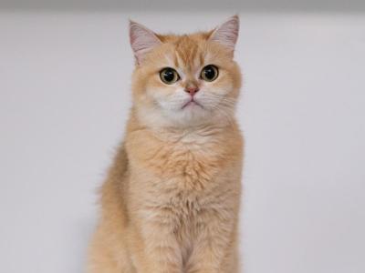 British Shorthair  Rose - British Shorthair - Gallery Photo #1