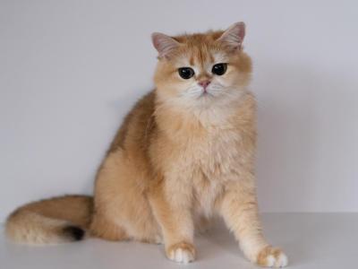 British Shorthair  Princess - British Shorthair - Gallery Photo #1