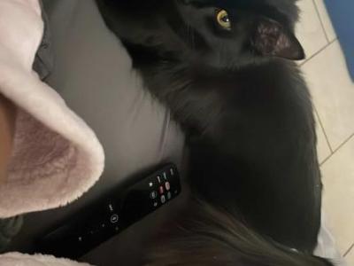 Bluntz - Norwegian Forest - Gallery Photo #1