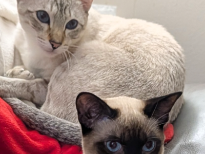 Available For Deposit - Siamese - Gallery Photo #1