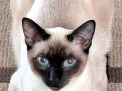 Guardian Wanted - Siamese - Gallery Photo #1
