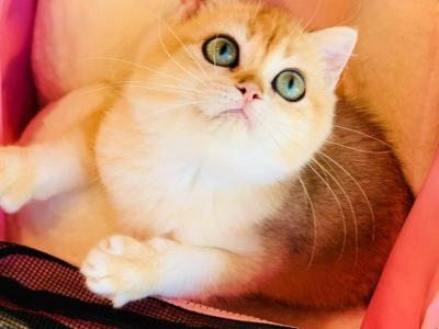 Jessica - British Shorthair - Gallery Photo #1