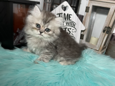 S & M - Persian - Gallery Photo #1