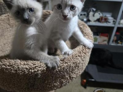 Siamese Lynx And Seal And Blue Points - Siamese - Gallery Photo #1