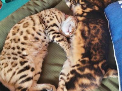 Nala & Rajah - Bengal - Gallery Photo #1