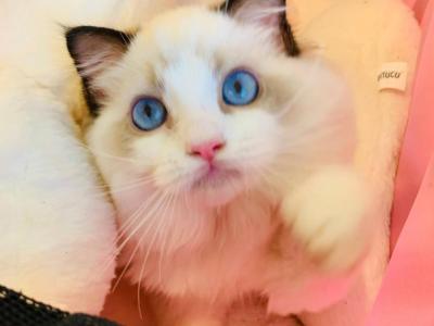 Winston - Ragdoll - Gallery Photo #1