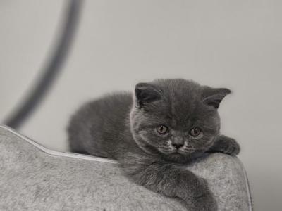 Dusty - Scottish Straight - Gallery Photo #1