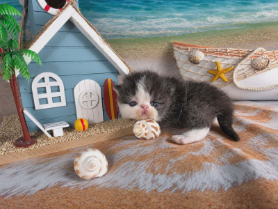 Camies Tabby Boy - Exotic - Gallery Photo #1
